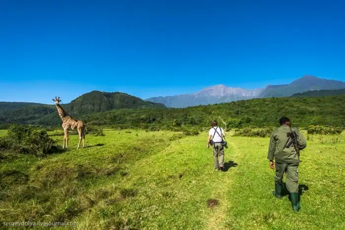 Что будет, если вылезти из машины со время сафари