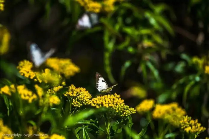 Что будет, если вылезти из машины со время сафари