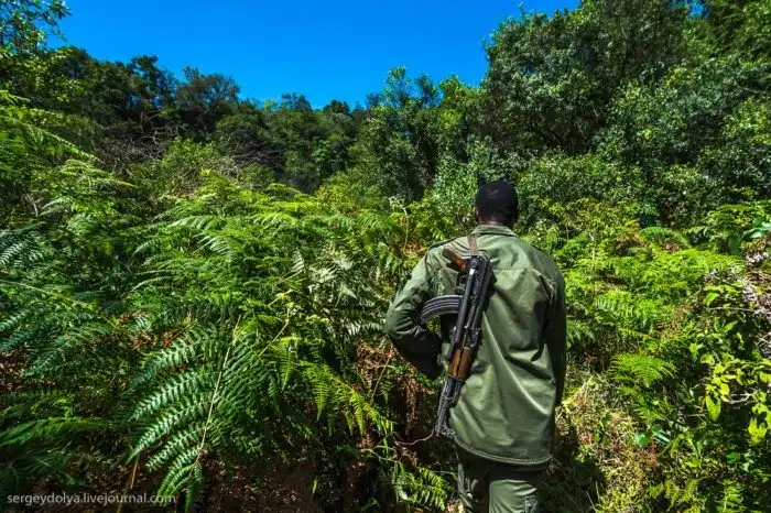 Что будет, если вылезти из машины со время сафари