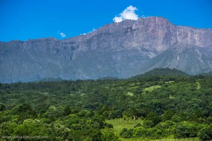 Что будет, если вылезти из машины со время сафари