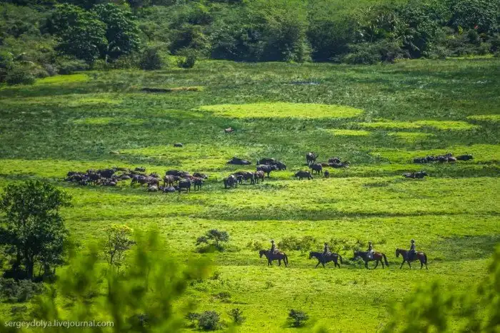 Что будет, если вылезти из машины со время сафари