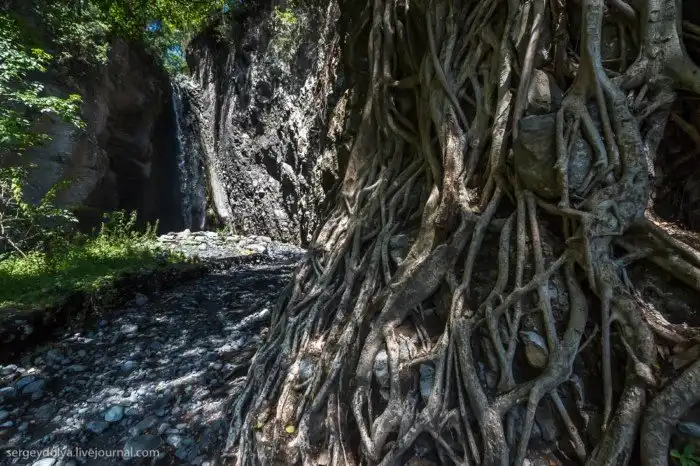Что будет, если вылезти из машины со время сафари
