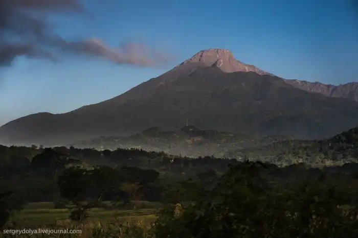Что будет, если вылезти из машины со время сафари