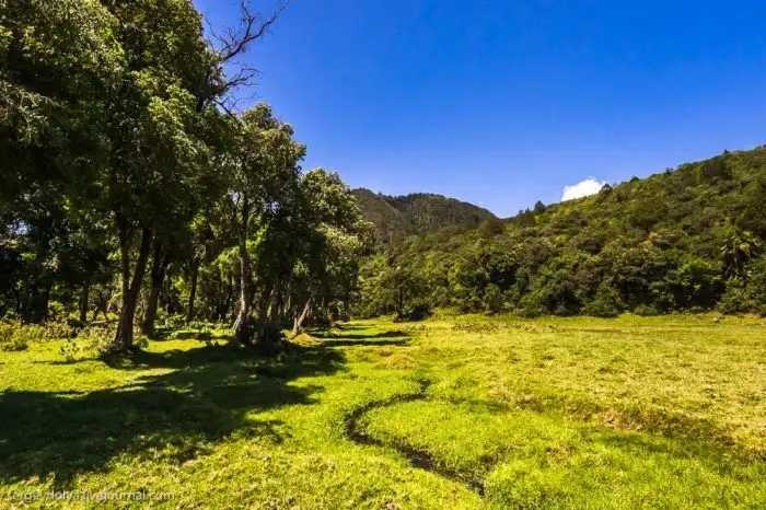 Что будет, если вылезти из машины со время сафари