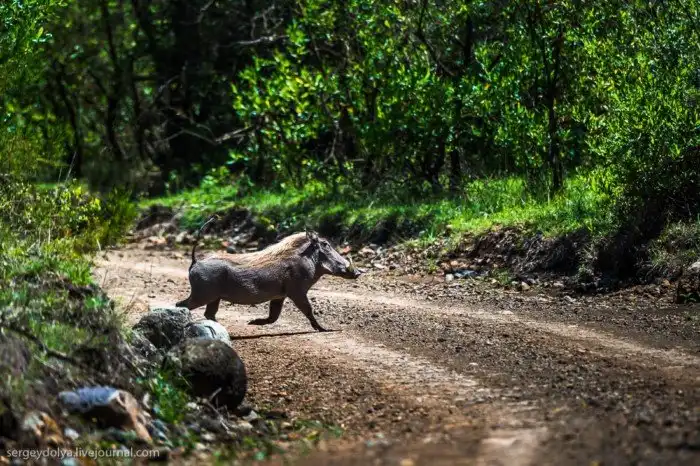 Что будет, если вылезти из машины со время сафари