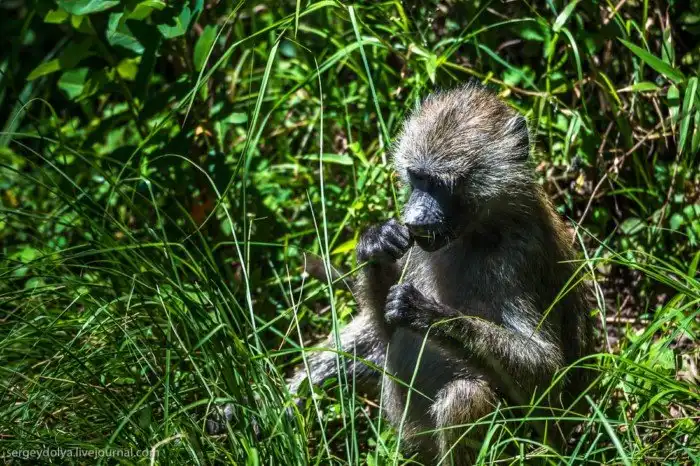 Что будет, если вылезти из машины со время сафари