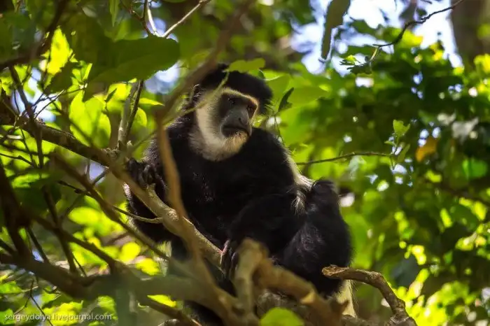 Что будет, если вылезти из машины со время сафари