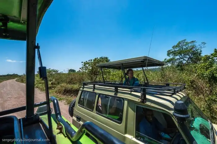 Что будет, если вылезти из машины со время сафари