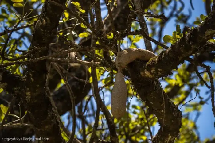 Что будет, если вылезти из машины со время сафари