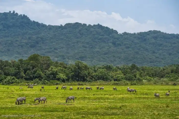 Что будет, если вылезти из машины со время сафари
