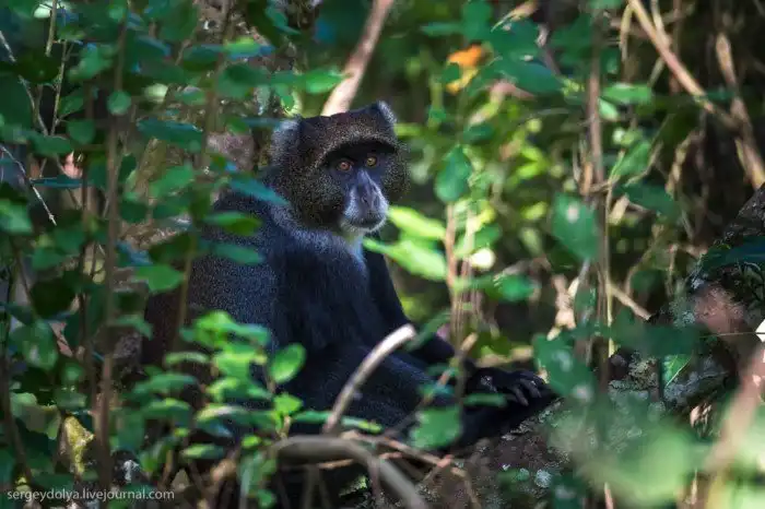 Что будет, если вылезти из машины со время сафари