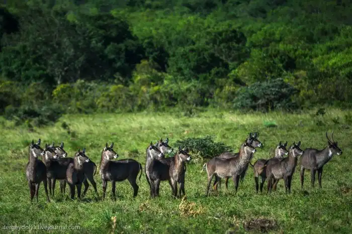 Что будет, если вылезти из машины со время сафари
