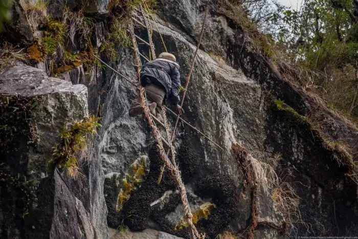 Неизвестные Гималаи: охотники за медом диких пчёл. Часть 2