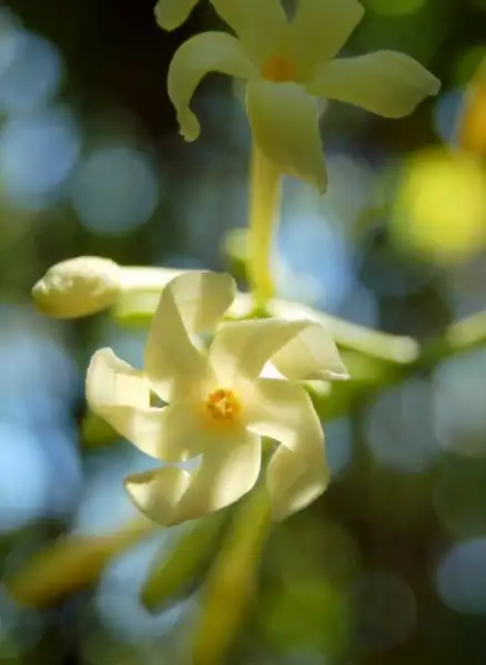 Как выглядят цветы будущей еды