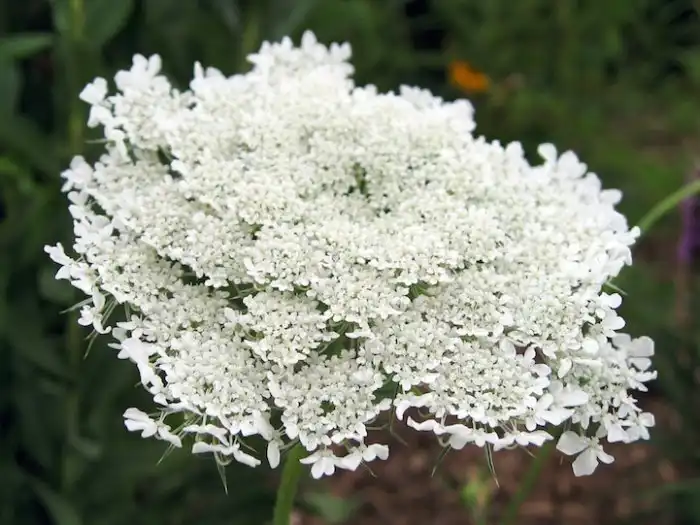 Как выглядят цветы будущей еды