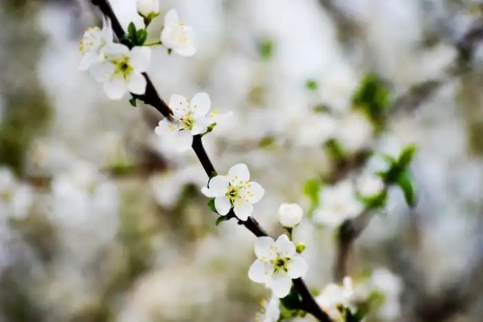 Как выглядят цветы будущей еды