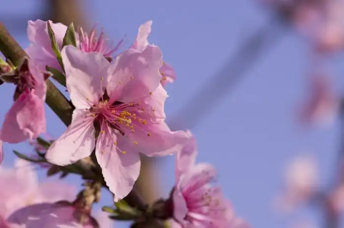 Как выглядят цветы будущей еды