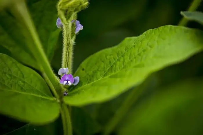 Как выглядят цветы будущей еды