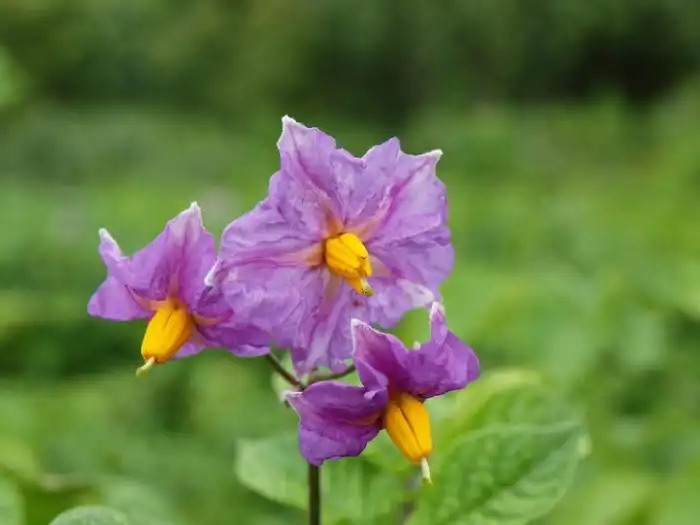 Как выглядят цветы будущей еды