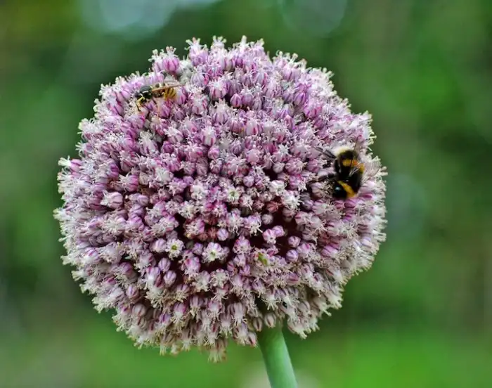 Как выглядят цветы будущей еды