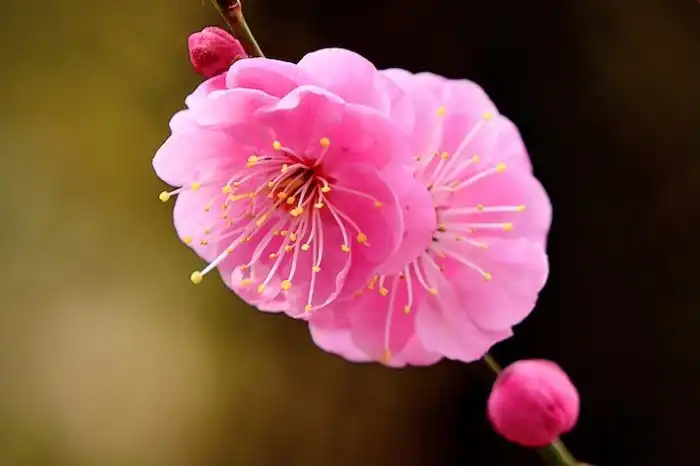 Как выглядят цветы будущей еды