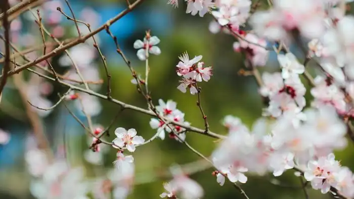 Как выглядят цветы будущей еды