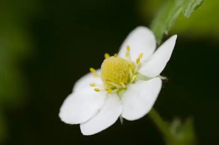 Как выглядят цветы будущей еды