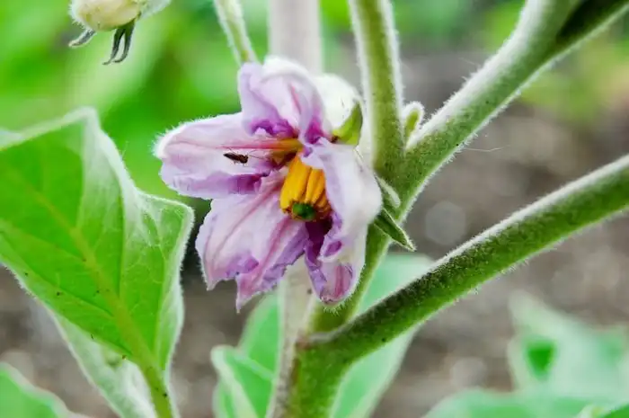 Как выглядят цветы будущей еды