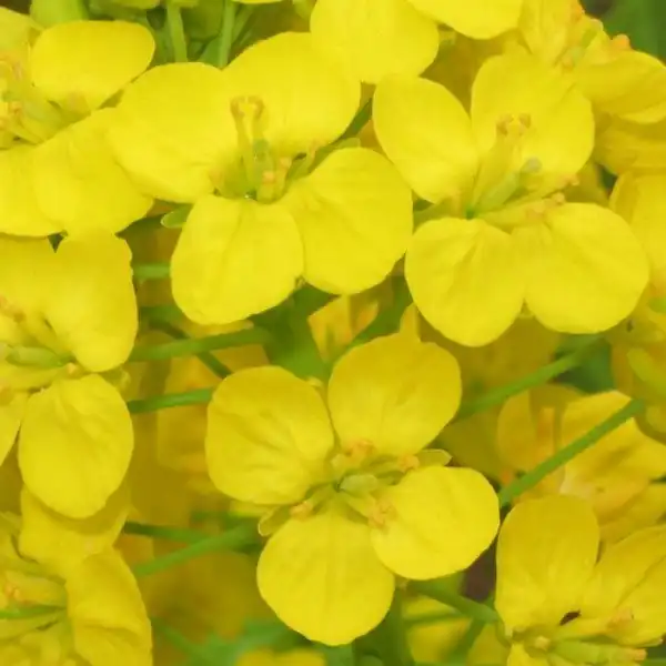 Как выглядят цветы будущей еды