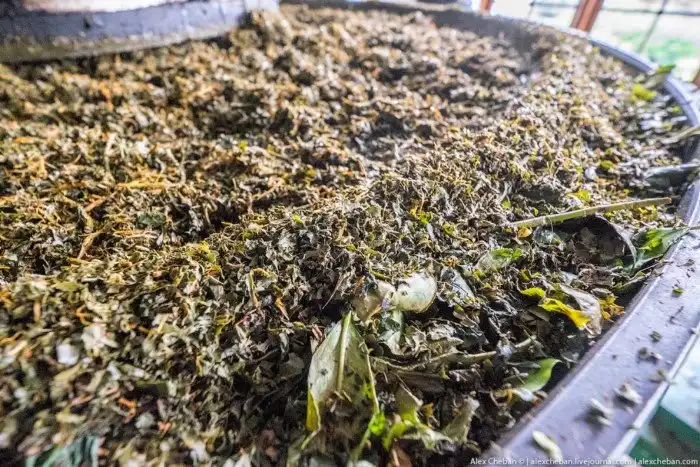 Как собирают и производят чай в Индии