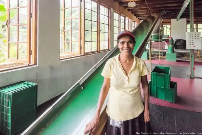 Как собирают и производят чай в Индии