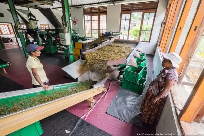 Как собирают и производят чай в Индии