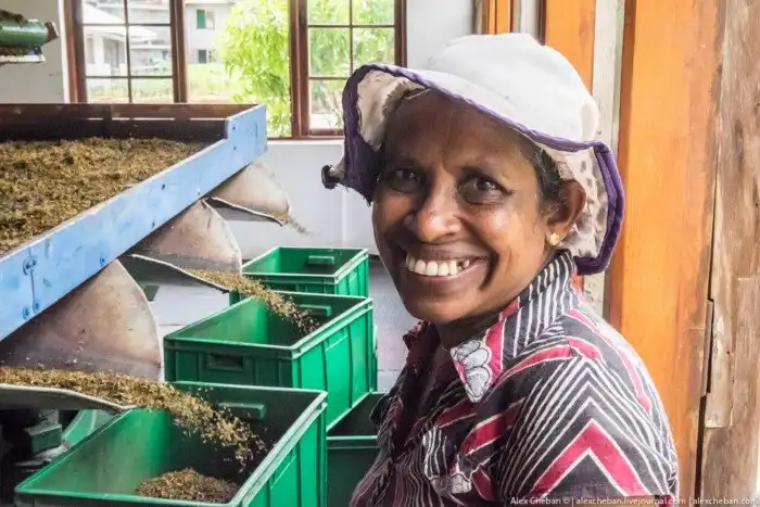 Как собирают и производят чай в Индии