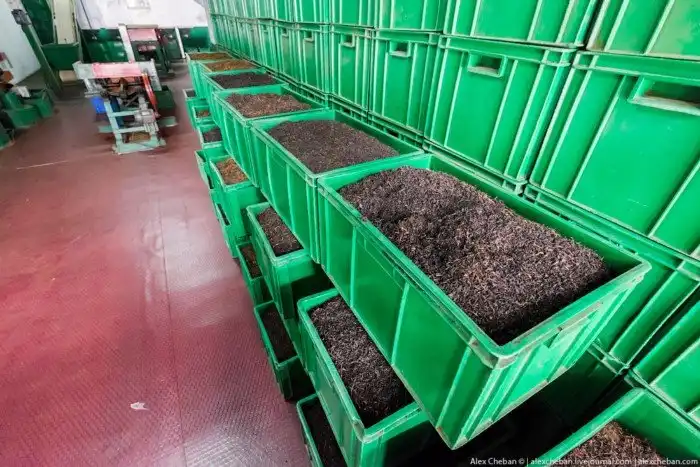 Как собирают и производят чай в Индии