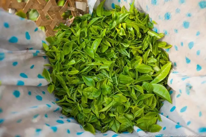 Как собирают и производят чай в Индии