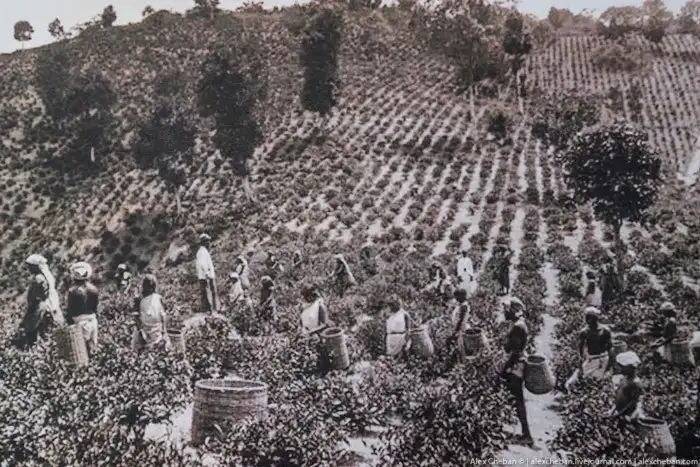 Как собирают и производят чай в Индии