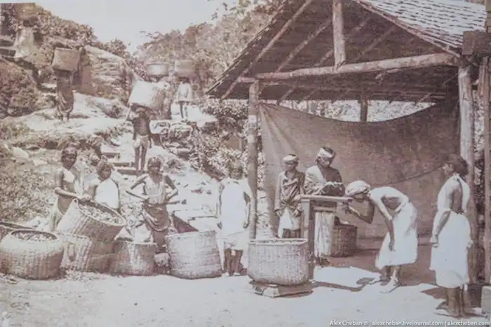 Как собирают и производят чай в Индии