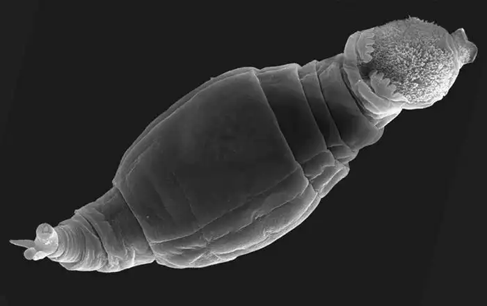 Интересные факты о днк