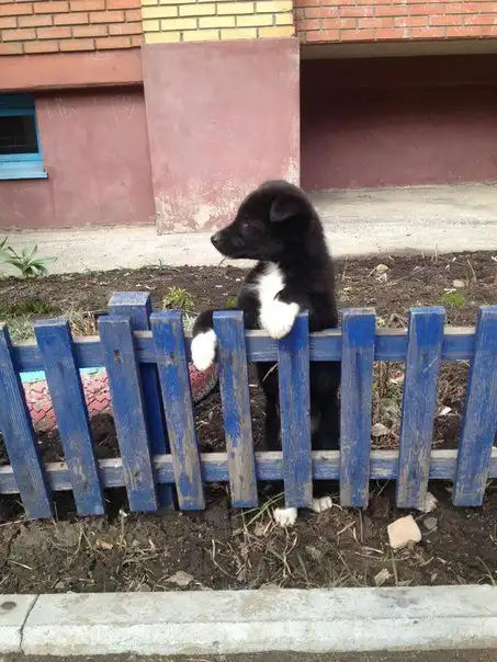 Малышка ищет дом