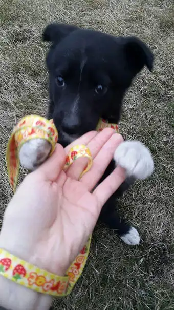 Малышка ищет дом