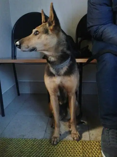 Отдам собаку в хорошие руки