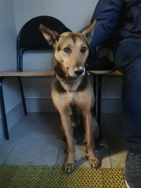 Отдам собаку в хорошие руки