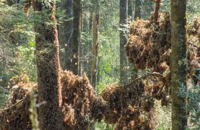Странные и необычные достопримечательности в Мексике