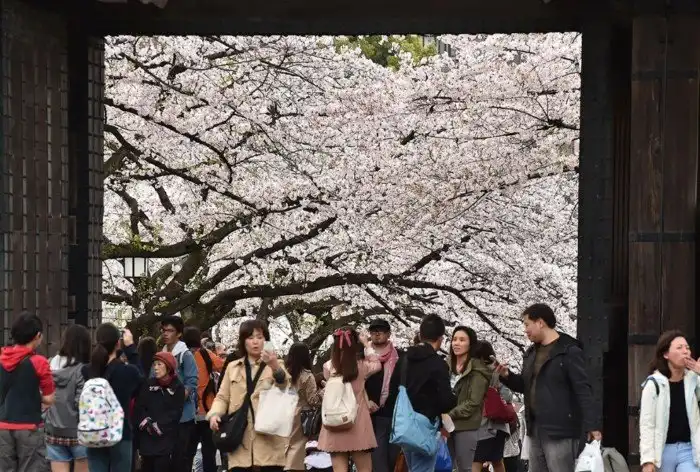 Цветение сакуры в Японии