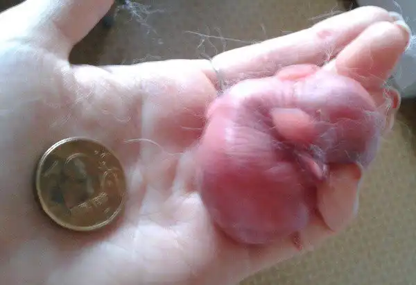 Как растут крольчата. Первая неделя