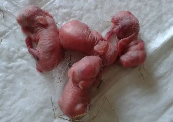 Как растут крольчата. Первая неделя