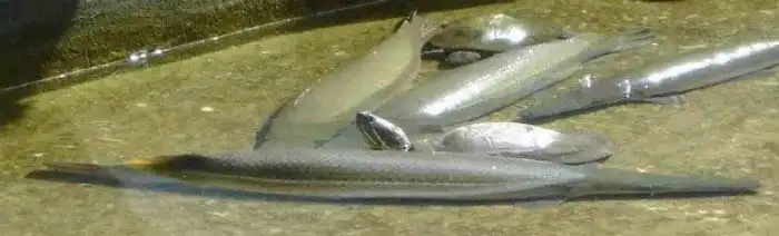 Малоизвестные факты про Кубу, Остров Свободы