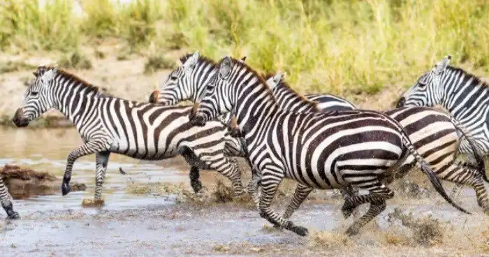 Тайны животных, которые, наконец, могут быть разгаданы