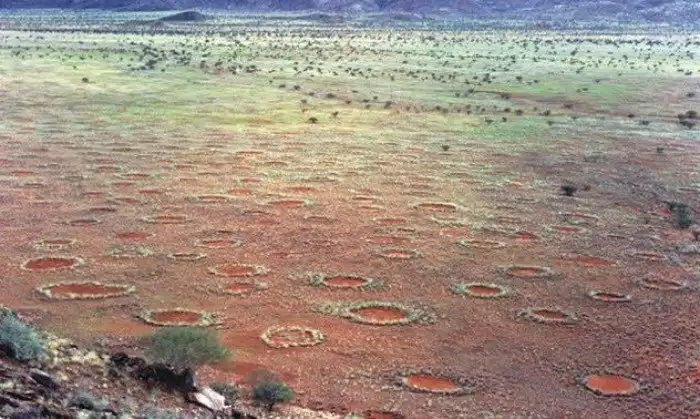 Тайны животных, которые, наконец, могут быть разгаданы