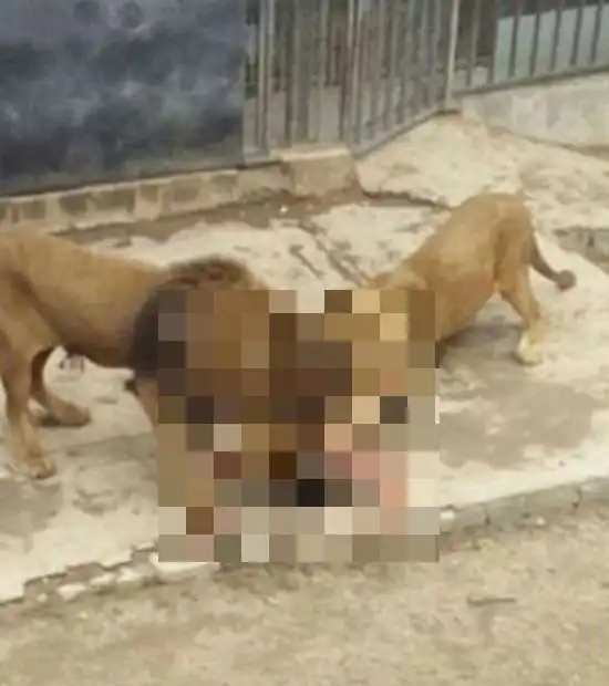 Чтобы спасти жизнь самоубийце в зоопарке Чили убили двух львов